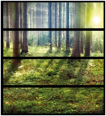 Produktbild von Wallario Möbelfolie / Aufkleber, geeignet für Ikea Malm Kommode mit 4 Schubfächern - Sonnenuntergang im Wald zwischen den Bäumen