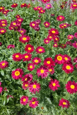 Produktbild von Tanacetum coccineum 'Robinsons Rot', Rote Margerite, ca. 9x9 cm Topf
