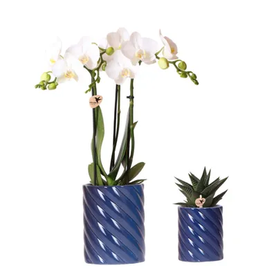 Obrázok produktu pre Kolibrík Orchidey Sada bielej orchidey amabilis a sukulentu v ozdobnom kvetiná?i s cukríkmi modrá ve?kos? kvetiná?a 9 cm a 6 cm