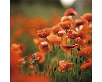 Produktbild von Glasbild Orange Poppies I 50x50 cm