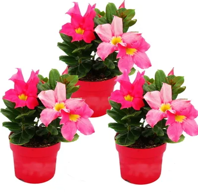 Image de Dipladenia - Jasmin du Chili - pot 9cm - set de 3 plantes - rose