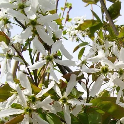 Produktbild von Felsenbirne - Amelanchier 'Ballerina'  | 60-80 cm in Container