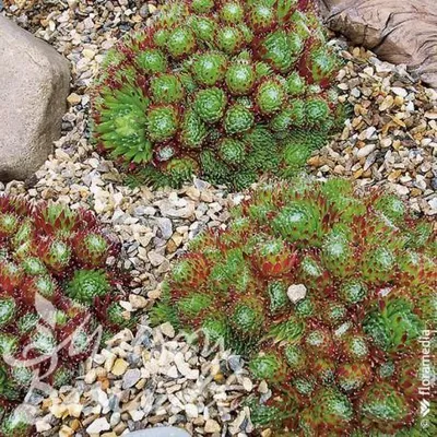 Image de Sempervivum x montanum / Joubarbe fleur rose violet