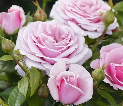 Produktbild von Dehner Rose Edelrose Pacific Blue®, Züchter Tantau, duftende fliederblaue Blüten, 20-30 cm, wurzelnackte Ware