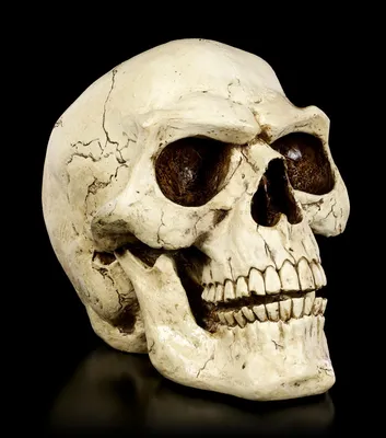 Produktbild von Totenkopf für den Garten - Terrassen Deko - Halloween Figur - In & Outdoor - H 40 cm