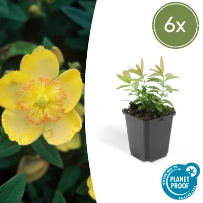 Produktbild von Bodendecker - Kelchiges Johanniskraut - Hypericum calycinum - 9cm Topf - Set mit 6 Pflanzen