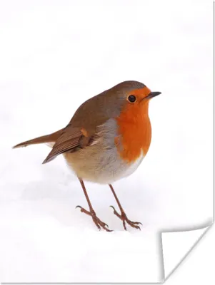 Produktbild von MuchoWow® Poster Vogel - Rotkehlchen - Schnee 120x160 cm - Wandbilder