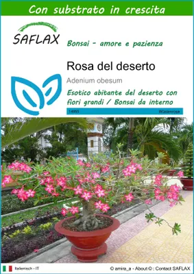 Immagine prodotto di SAFLAX  - Rosa del deserto - 8 semi - Con substrato - Adenium