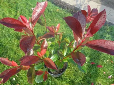Produktbild von Glanzmispel Red Robin - Photinia fraseri - 40-60cm