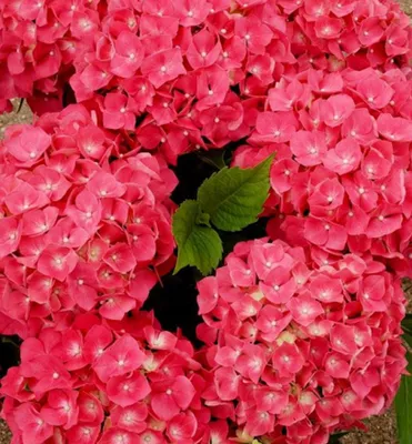 Produktbild von Bauern-Hortensie ´LEUCHTFEUER´ 30-40 cm, Cont. 2,5 l