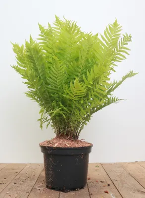 Produktbild von Matteuccia struthiopteris, Straußenfarn, 30–40 cm