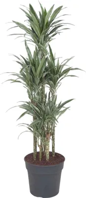 Produktbild von Smocze drzewo - Dracaena Warneckei Carousel - Roślina domowa - 140 cm - ø31cm