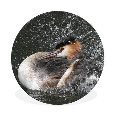 Produktbild von MuchoWow® Aluminium Wandkreis Haubentaucher - Wasser - Vogel Ø 90 cm Wanddeko Modern Wohnzimmer - Mauerkreis - Wandbilder - Runde Bild - Bild aus Aluminium - Schlafzimmer - Wohnzimmerdekoration - Wand Dekoration