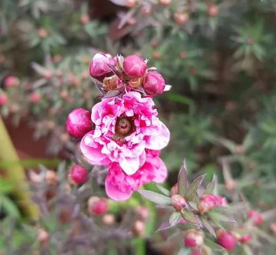 Image de Leptospermum scoparium 'Rouge' / L’Arbre à thé