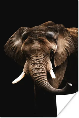 Produktbild von MuchoWow® Poster Elefant - Schwarz - Tiere 80x120 cm - Papierdruck