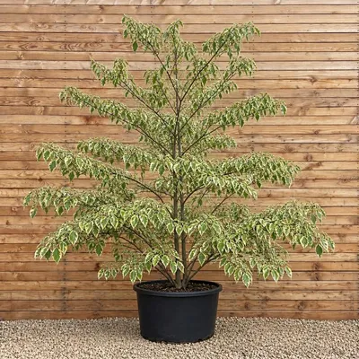 Produktbild von Etagen-Hartriegel Variegata 150-200 cm - Cornus controversa mehrstämmig