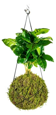 Obrázok produktu pre Gardners Kokedama Coffea arabica (M)