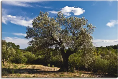 Produktbild von ARTland Leinwandbild Olivenbaum in Südfrankreich Größe: 120x80 cm