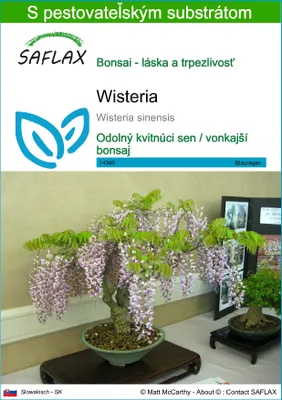 Obrázok produktu pre SAFLAX - Wisteria - Wisteria sinensis - 4 Semená - S pestovateľským substrátom bez klíčkov