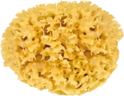 Produktbild von Croll & Denecke Naturschwamm 12cm M120
