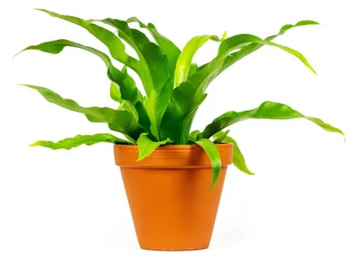 Obrázek produktu pro Gardners Asplenium antiquum, průměr 12 cm