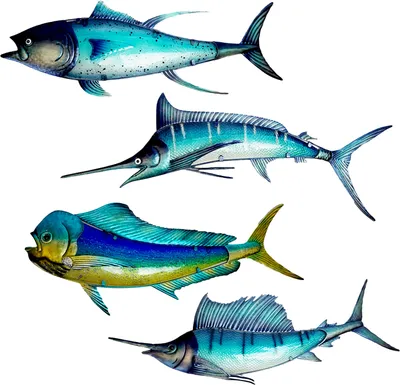 Produktbild von Eurocatch Big Game-Wanddekor-Set – Thunfisch, Dorado, Segelfisch, Marlin – 4 Stück – Wanddekoration – 40 cm – 3D-Metall und Glas – Kunst – Geschenktipp