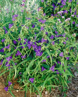 Produktbild von Tradescantia x andersoniana 'Zwanenburg Blue', ca. 9x9 cm Topf, blau