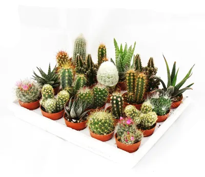 Produktbild von Mini-Kakteen und Sukkulenten - Set mit 20 Pflanzen
