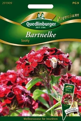 Produktbild von Bartnelke Sooty | Nelkensamen von Quedlinburger