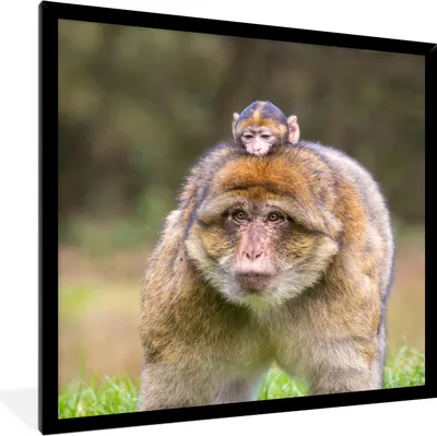 Produktbild von MuchoWow® MuchoWow® Gerahmtes Poster Berberaffe mit Jungtier 40x40 cm - Poster mit zchwarzem Bilderrahmen - Mit Rahmen - Wanddekoration Schlafzimmer