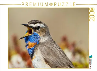 Produktbild von CALVENDO Puzzle Blaukehlchen 2000 Teile Puzzle quer | 2000 Teile Lege-Größe 90x67cm Foto-Puzzle für glückliche Stunden