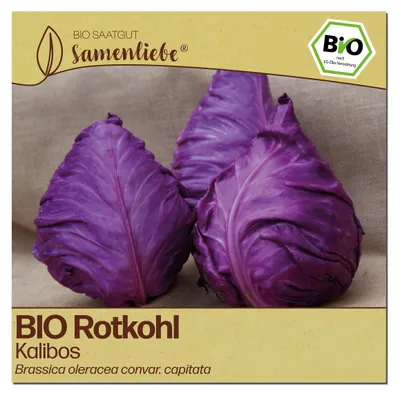 Produktbild von Samenliebe  Kohl Samen | Kalibos - winterhart & zart & spitz & frühe Sorte - samenfestes  Saatgut