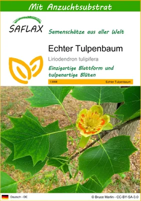 Produktbild von SAFLAX - Echter Tulpenbaum - Liriodendron tulipifera - 20 Samen - Mit keimfreiem Anzuchtsubstrat