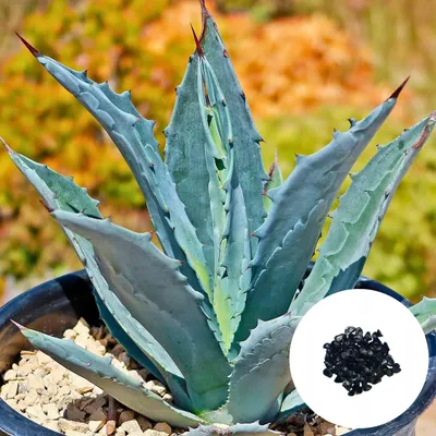 Produktbild von Agave Americana Samen - 5er Pack - Exotensamen - Robust - Jahrhundert-Agave