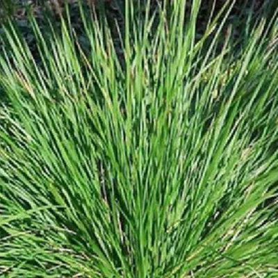 Immagine prodotto di 6 x Erba blu di palude - Sesleria caerulea | Vaso 9cm x 9cm