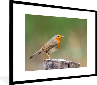 Produktbild von MuchoWow® Gerahmtes Poster Tiere - Vogel - Rotkehlchen 80x60 cm - Poster mit Schwarzem Bilderrahmen Wandposter Rahmen Foto Bilder - Schlafzimmer-Dekorationen - Fotoposter