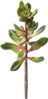 Produktbild von Hobby Kalanchoe, Höhe 20 cm