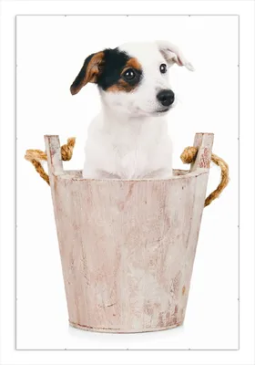 Produktbild von Wallario Wandbild Hunde-Welpe Jack Russel Terrier in einem Holzeimer, Größe: 61 x 91,5 cm, Poster mit rahmenlosen Bildhalter