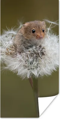 Produktbild von MuchoWow® Poster Maus - Jung - Blumen 20x40 cm - Plakat - Foto