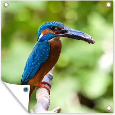 Produktbild von MuchoWow® 50x50 cm Outdoor-Poster Gartendeko Sichtschutz Garten Poster für den Garten  Eisvogel - Fisch - Baum