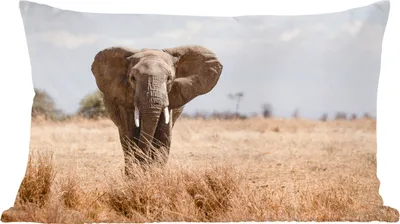 Produktbild von MuchoWow® Zierkissen Sofakissen Wohnzimmer Dekokissen 50x30 cm Elefant - Natur - Tiere - Porträt - Wohnzimmerdekoration - Polster mit Photo