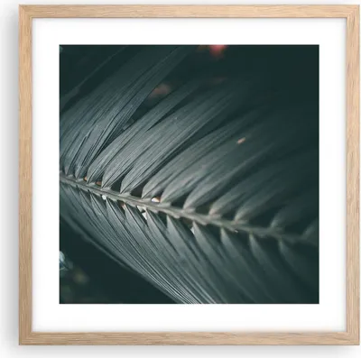 Produktbild von Gerahmtes Poster - Rahmen in heller Eiche - Blatt Palme exotisch - 40x40 cm - Wand Bild - Wanddeko - Wandbilder - Kunstposter - Wandposter - Bilderrahmen - Bilder - Kunstdruck - P2NAC40x40-4907