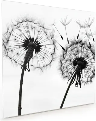 Produktbild von Küchenrückwand Spritzschutz Glas mit Motiv Pusteblumen 40 x 40 cm