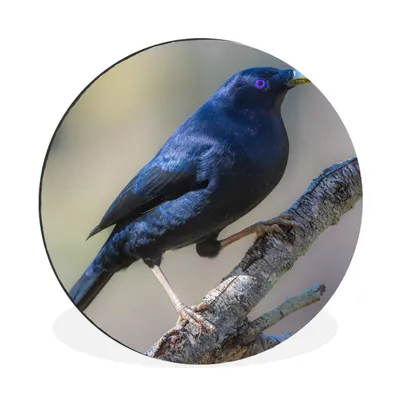 Produktbild von MuchoWow® Aluminium Wandkreis Blauer Laubenvogel auf einem Zweig Ø 30 cm Wanddeko Modern Wohnzimmer - Wand Bild - Wohnzimmer - Runde Bilder - Alubilder - Kunst für zu Hause - Aluminium - Wanddekoration