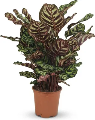Produktbild von Calathea makoyana Pfauen-Korbmarante grün 70cm 19cm Zimmerpflanze pflegeleicht dekorative Blätter für Wohnzimmer Büro Schlafzimmer tropische Grünpflanze
