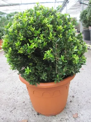 Produktbild von Ilex crenata Twiggy Kugel - Berg-Ilex Twiggy Kugel