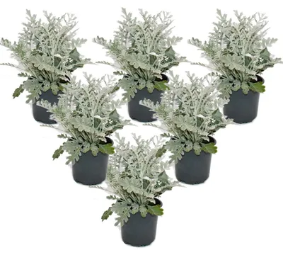 Produktbild von Senecio maritima Silberblatt Dekorative Pflanze mit silbrigem Laub 11cm Topf Set mit 6 Pflanzen