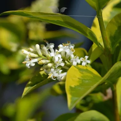 Produktbild von Wintergrüner Liguster Atrovirens 125-150 cm im Topf, 10x Heckenpflanze
