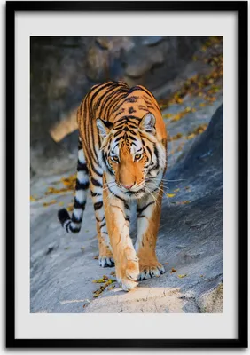 Produktbild von Bild - Bilderrahmen - 50 cm x 70 cm - MDF - Rahmen - Wandkunst Tiger