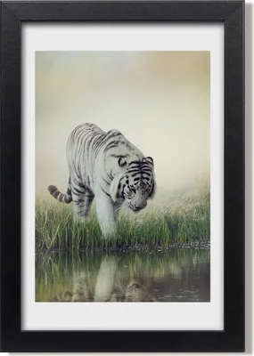 Produktbild von Bild 20x30 MDF-Rahmen, Wandkunst Weißer Tiger